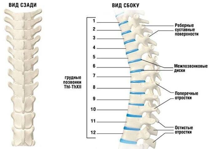 ostéochondrose cervicale